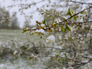 Weather anomaly. Snowfall in May. Fresh snow on blooming chery tree branches.