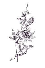 Passiflora incarnata (maypop, true or  purple passionflower, wild apricot, wild passion vine) doodle black ink drawing, woodcut style - 415026373