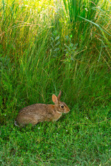 Bunny in Galveston Island