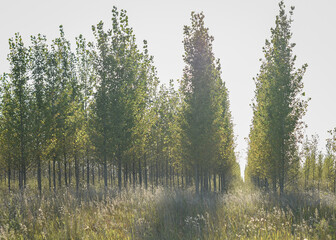 rows of young trees