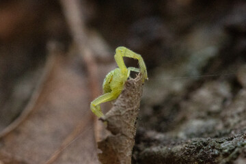 Green spider