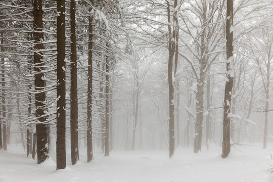 Mist in snowy forest