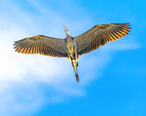 Great Blue Heron in flight with large open wings, flying directly overhead and framed by a deeply blue sky and wispy white clouds. 