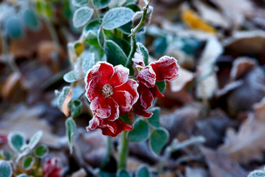 EishaarBilder StockFotos & Videos. Adobe Stock