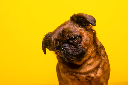 Brussels Griffon with head cocked against yellow background