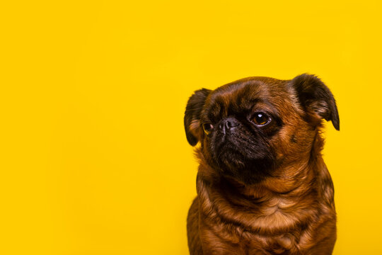 Cute Brussels Griffon sitting against yellow background