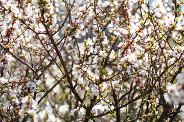 Blossoming cherry tree on a sunny spring day. Front view.