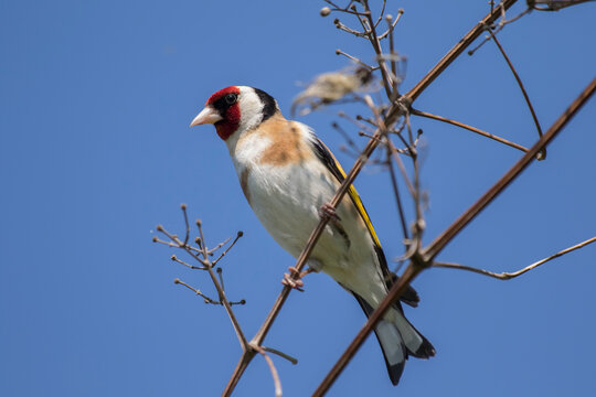 European goldfinch (Carduelis carduelis) perching on branch against clear blue sky