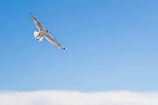 White seagull in flight against the blue sky. High quality photo