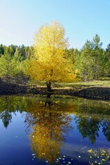 Autumn landscape. Beautiful yellow orange birch is effectively reflected in the blue pond in the autumn forest.