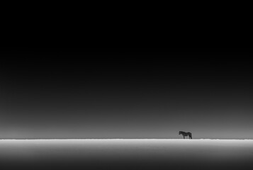 Lonely Horse