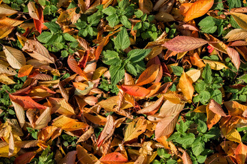 Natural texture of fallen cherry leaves and young shoots of nettle
