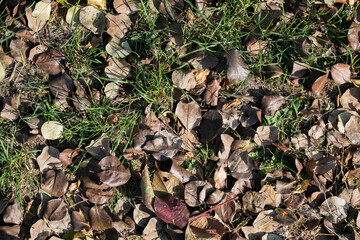 Natural texture of fallen pear leaves and green grass