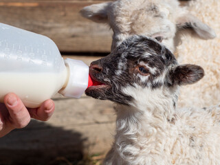 feeding a newborn lamb from bottle - milk substitute © Vera Kuttelvaserova