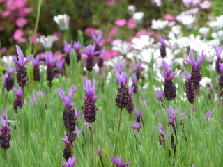 Obraz premium Lavender flowers in bloom