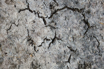 Texture of dry cracked earth with small seashells