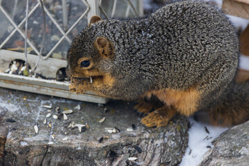 Squirrel eating at a bird feeder