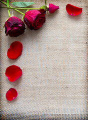 Red roses petals and rose isolated on a cloth background.