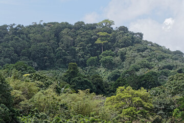 Colline du Rorota à Remire-Montjoly en Guyane française