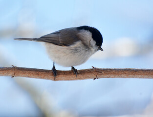 On a branch sits a bird Poecile palustris, Parus palustris