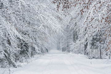 Beautiful winter day in the forest