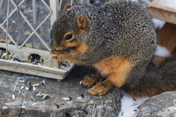 Squirrel eating at a bird feeder