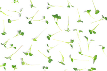 Fresh radish microgreens, isolated on white background. Healthy lifestyle concept.