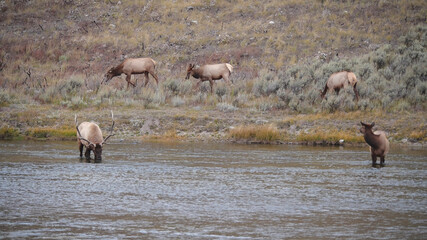 elk herd at the madison river in yellowstone national park