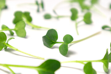 Selective focus. Fresh radish microgreens, isolated on white background. Healthy lifestyle concept.