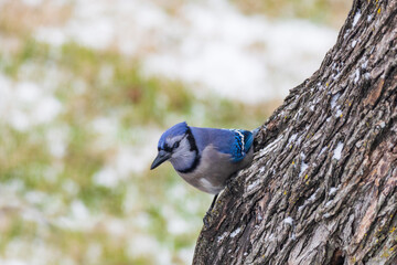 Blue Jay in a tree