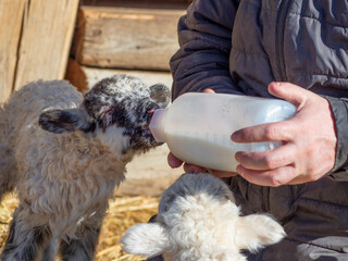 feeding a newborn lamb from bottle - milk substitute