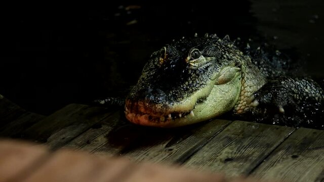 A scary alligator climbing up on a dock - horror movie monster