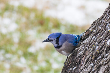 Blue Jay in a tree