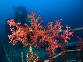 Fototapeta na wymiar Red soft coral blooming on a shipwreck at the Red Sea