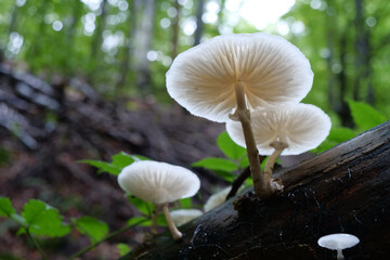 White mushrooms growing on a dead tree