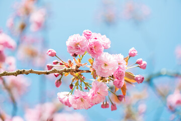 Beautiful nature scene with branches of blooming cherry tree in spring. Sakura flowers in bloom.
