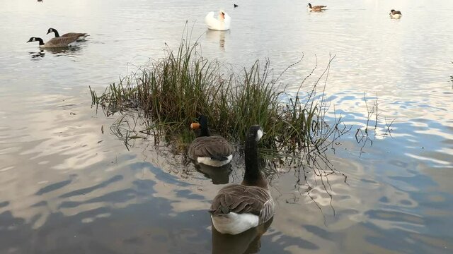 Group of Canada Goose. Black-headed geese, Branta canadensis, swimming in a lake, by eating a piece of bread. Passage of ducks and swans in the foreground.