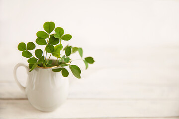 green clover leaves in a white jug on a white wooden background