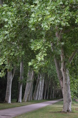 Avenue of maple-leaved plantanes in the castle park, Stuttgart