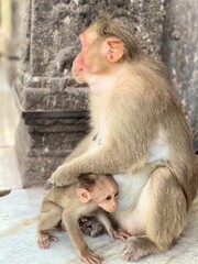 Obraz premium Mother Monkey and Baby Monkey