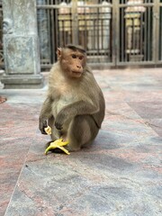 Obraz premium Hungry Monkey