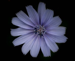 purple flower background