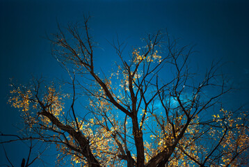 A silhouetted tree against a dark blue sky festooned with brilliant yellow backlit  Autumn leaves. New Mexico 1993