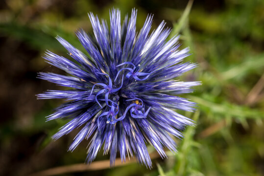 Blue Globe-Thistle (Echinops banaticus) Flower