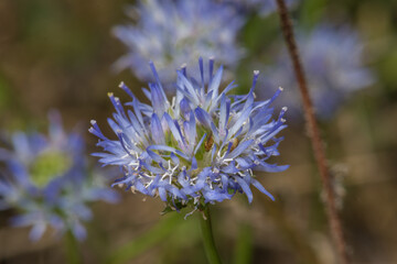Blue Flower in Southern France