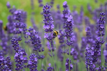 Bees and bumblebees on purple lavender collecting honey, Stuttgart, Germany