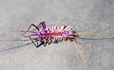 Close up of a house centipede (Scutigera coleoptrata) walking on the pavement.