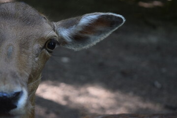 Portrait of a red deer in the forest at Animal Park Bretten, Germany