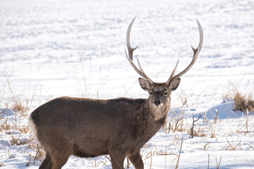 オスのエゾシカ