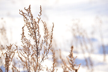 Dry branches of grass and flowers on a winter snowy field. Seasonal cold nature background. Winter landscape details. Wild plants frozen and covered with snow and ice in meadow.